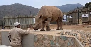 Like all youngsters, once they reach the toddler stage, they start to get a little mischievous! Pushing boundaries with their parents and testing limits. It’s a normal and important part of growing up in any species, and rhinos are no different! RiRi, now just over a year old, is giving her caregiver the same treatment she would have given her rhino mom. She’s full of confidence, exploring her world, and seeing just how far she can push her boundaries. This morning, she wasn’t too keen on listen