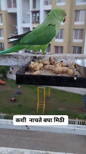 17K views · 585 reactions | Neeta Kumbhar on Reels | Facebook