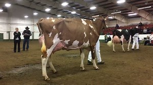 17K views · 568 reactions | Wendon Dempsey Prude wins the 5year old class at the BC Spring Show full results and live video cowsmo.com Westcoast Holsteins Wendon Holsteins Alberta Holstein Association BC Holstein Branch | Cowsmopolitan, Inc. | Facebook