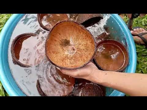 Stingless Bee hive preparation (coconut shell) @Bee Fresh Farm Guinobatan