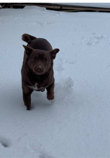 Сніжний Пес Дюк 😂👍