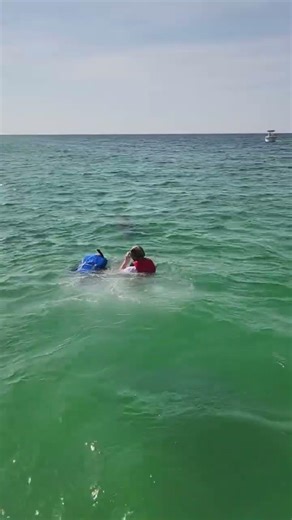 Shell Island Dolphin Tours PCB #shorts #ytshorts #fyp #fypシ #shortsfeed #pcb