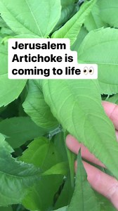 Jerusalem artichoke (Helianthus tuberosus) is coming to life! Roots are edible! #survival #foraging #newzealand | Prepper Kiwi