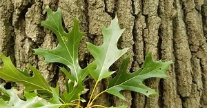 Intro to Trees of Indiana: Black Oak