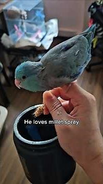 My Parrotlet Flew to My Hand for His Snack #birds