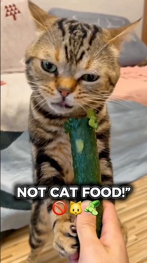 This Cat Chose PICKLES… and Regretted Nothing 😹🥒” #FunnyCats #PetReels #CatVideo