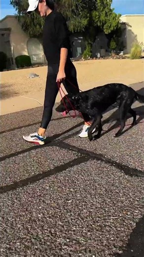 Labrador has Best Day Ever! #dogtraining #labrador #looseleashwalk #arizona