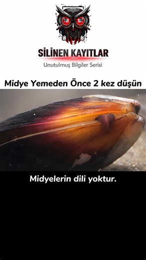 Her şey göründüğü gibi olmayabilir. Bu video sayesinde herkesin severek yediği midyeyi yakından inceliyoruz. Midye yemeye devam edecek misin? Daha fazla içeriğe erkenden haberdar olmak için abone olmayı unutmayın. Etiketler🔍 #midye#bilim #ilginçbilgi #denizcanlıları #gerçekler