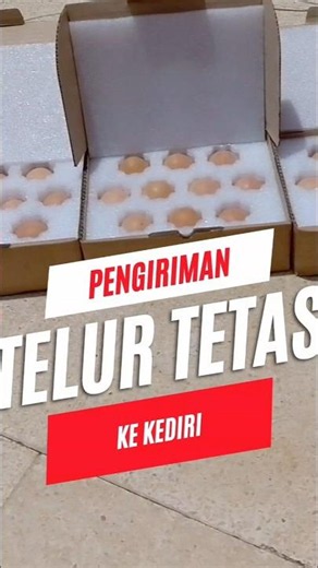 Shipping 50 HYR Chicken Hatching Eggs to Kediri