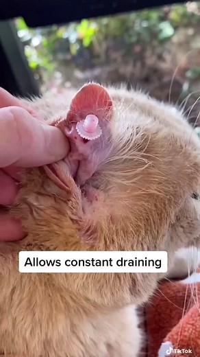 Cat Ear Hematoma Treatment Guide