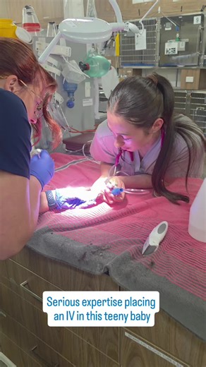 #vetemergency #vetspecialist #ivfsuccess
