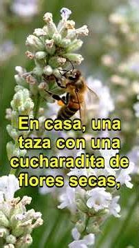 La Lavanda y sus beneficios para dormir #plantasmedicinales #bienestar