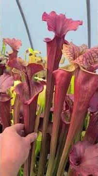 Sarracenia collection in early May #carnivorousplants #plants #pitcherplants #plantlover #garden