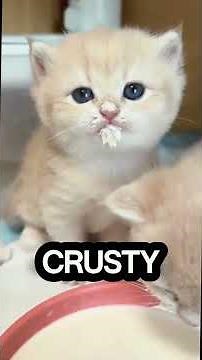 Yes, cats do have small black dots under their chins—they're pimples. #cat #cats #kittens #animals