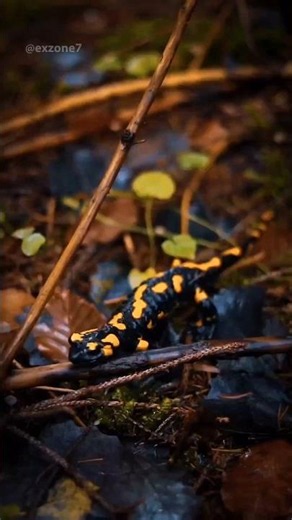 Salamanders have several unique characteristics 🦎 #wildlife #animals