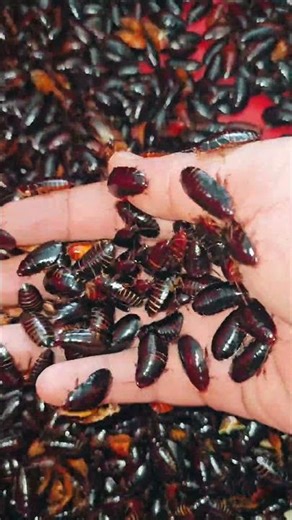 Gián đất size lớn LH 📲 094 358 1237