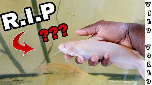 Surviving the ultimate fish tank failures