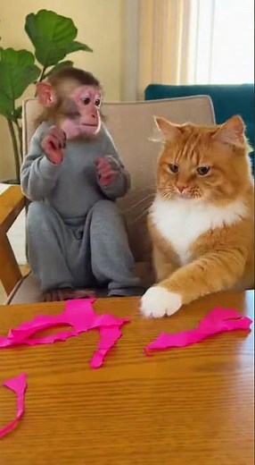 "Yellow Cat Slaps Baby Monkey for Blowing the Balloon Too Hard 😂💥"