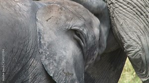 Extreme close up of a baby elephant drinking milk from mother's teats.mov Stock Video