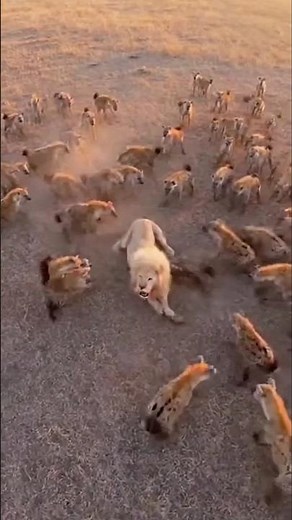 Lion in the middle of a fire of hyenas #hyena #lion #funny