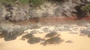 Hawaiian green sea turtles coming to bask and rest on the beach... Please keep your distance and do not disturb Aloha www.oceandefenderhawaii.com | OCEAN DEFENDER - Hawaii