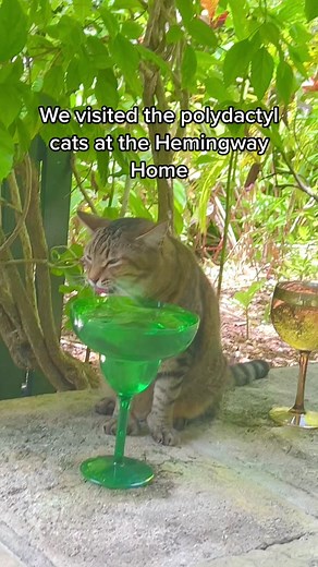 Exploring the Polydactyl Cats at Hemingway Home in Key West