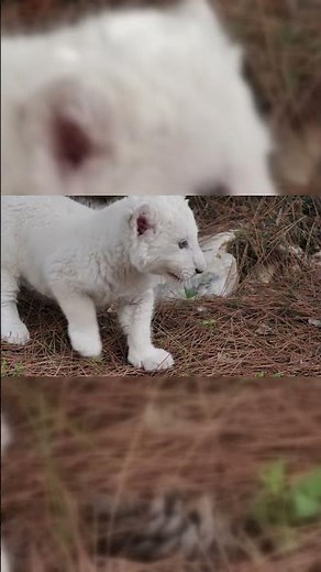 "Tiny Lions, Big Dreams: Unveiling the Secrets of Growing Up Wild!"