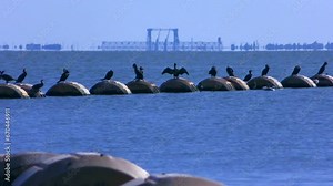 Dredging: on a hot summer day, birds rest on the floating pipe, with the help of which water and soil are diverted away from the fairway.