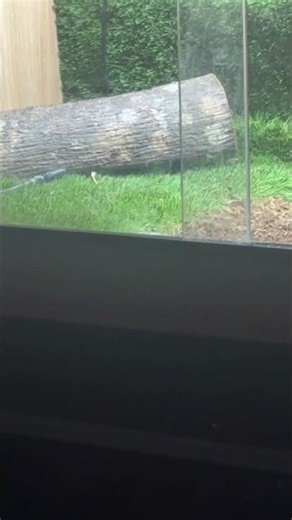 Scute bro chill out #reptilelife #snake #turtlewatching #beardeddragon #reptiles #pets