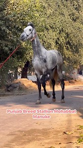 172K views · 6K reactions | Big size Punjab breed stallion Mohabbat Manuke Open for Stud service Nanja mauke 9815882321 Inder Dhaliwal 8360293984 | Inder Dhaliwal | Facebook