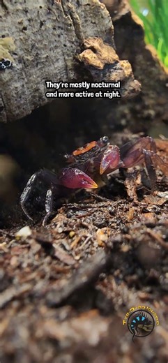 Vampire crab: spooky name, surprisingly peaceful. #reptiles #terrarium #cute