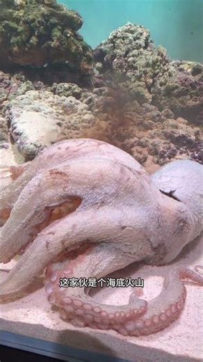 The giant octopus sprays ink into the animal world. Fantastic animals are on TikTok. Octopus