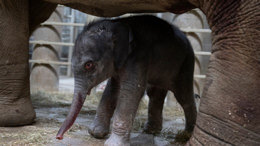Columbus Zoo welcomes 215-pound female elephant calf into the herd