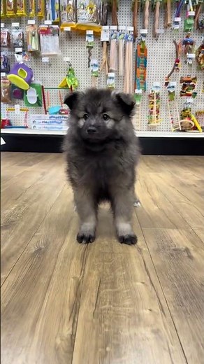 Isn't She Lovely? 💓 The Fluffiest Keeshond Puppy | Petland Tulsa 🐾