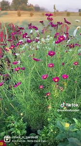 Plant flowers with vegetables to encourage healthy growth. Zinnias- attract butterflies and hummingbirds. Hummingbirds eat white flies which like to feast on tomatoes, cucumbers, and potatoes. Zinnias also repel cucumber, beetles, and tomato worms. Marigolds - easy to grow. Attracts bees and butterflies. Repels insects, specifically nematodes which tend to attack tomatoes. Plant with tomatoes, beans, and cucumbers. Cosmos- attracts bees butterflies and hummingbirds. Grow near tomatoes, and other