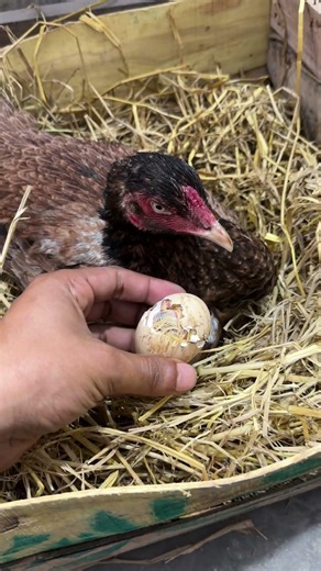 Out of 5 broody hens , a hen hatched a first baby