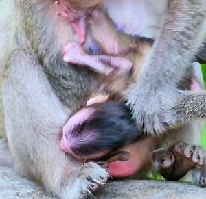OMG Baby Monkey Screaming So Loudly So Scary During Nearly Fall Down From In The Chest Of Her Mom To Deep Ground | Monkey Daily TV