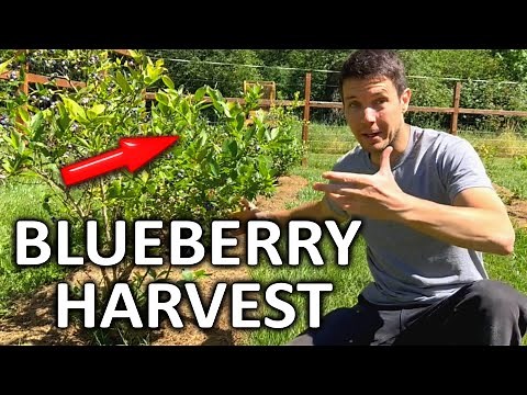 Fruit Orchard Tour Ep. 5 | Harvesting Blueberries
