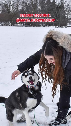 18 reactions | WE NEED YOUR HELP! @maya husky backup | Maya Husky | Facebook