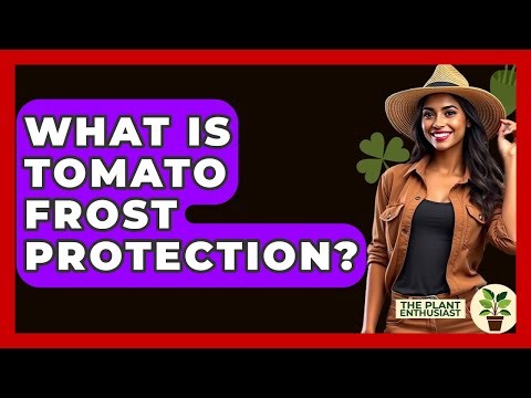 What Is Tomato Frost Protection? - The Plant Enthusiast