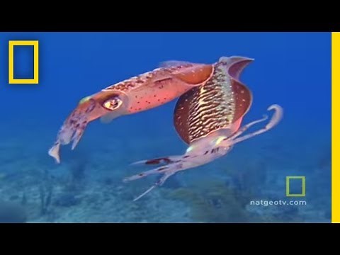 Caribbean Gulf | Exploring Oceans