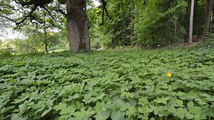 Giersch-Plage im Garten? Drei Pflanzen, die ihn in Schach halten