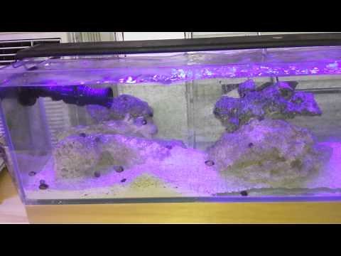 Hydra aquatics vortex water flow accelerator review