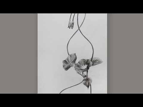 How To Draw A Morning Glory Flower Step By Step: Pencil Sketch Morning Glory Flower Drawing