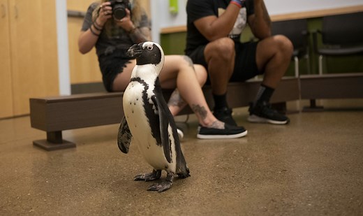 Penguin Encounter | National Aviary