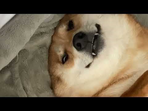 Shiba Inu Screams in Horror During Bath Time!
