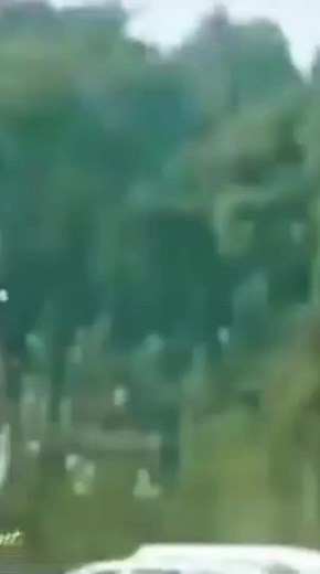 These trees move on their own! New paranormal phenomenon #phenomenon #wtf #viral