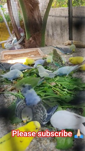 My cute Bird's eating Green food 😘🐥🐣