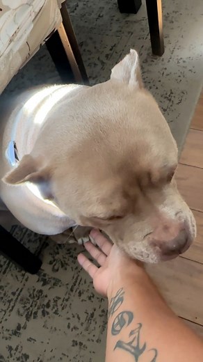 2.8K views · 31 reactions | Mini bully with her stubby legs #americanbullies #dog #americanpocketbullies #fblifestyle | Chan Ounsaen | Facebook