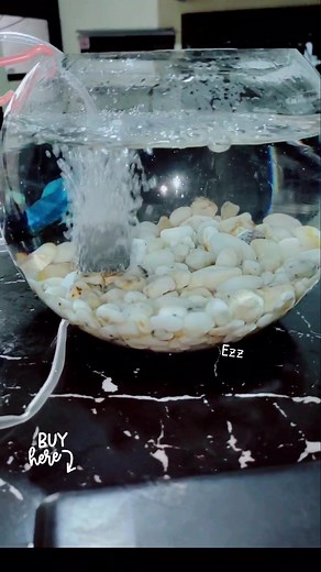 Cute Fish in an Aquarium | Fun and Exciting Pets